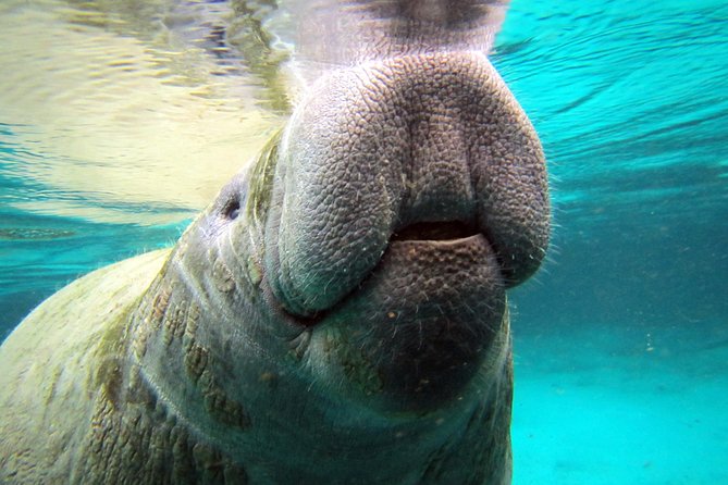Private OG Manatee Snorkel Tour With Guide for up to 10 People - Whats Included