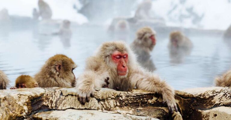 Private Snow Monkey Tour: From Nagano City / Ski Resorts