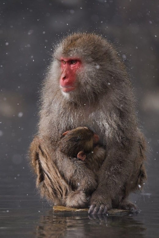 Private Snow Monkey Zenkoji Temple Sightseeing Day Tour