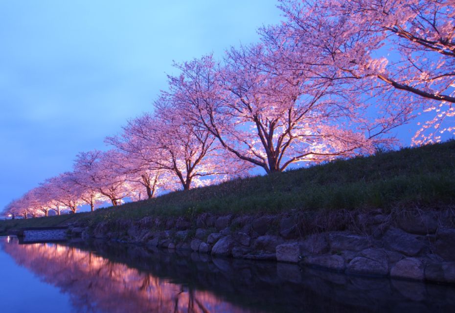 Private & Unique Nagasaki Cherry Blossom Sakura Experience - Activity Overview