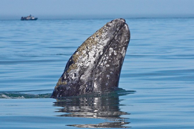 San Diego Whale Watching Cruise