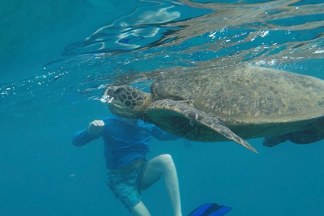 Snorkel & Swim With Turtles! Minutes From Waikiki - Activity Details