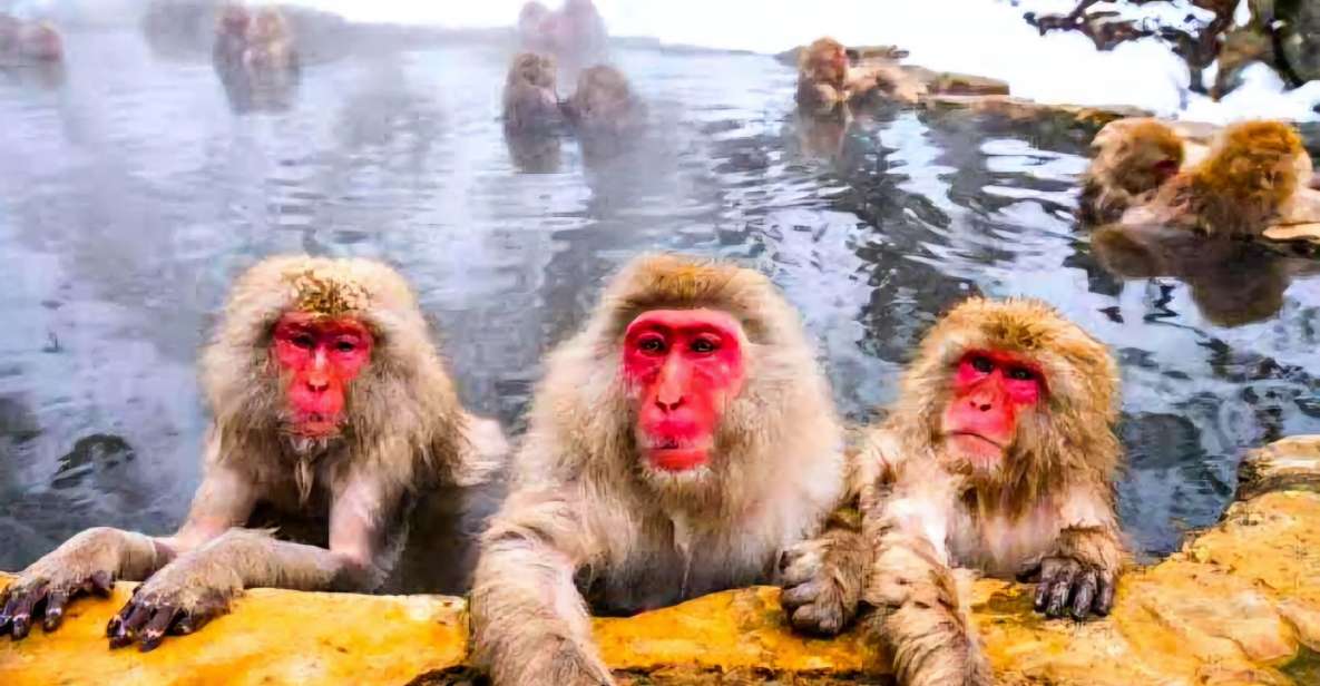 Snow Monkeys Zenkoji Temple One Day Private Sightseeing Tour - Highlights of the Tour