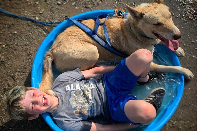 Summer Dog Sledding Adventure in Willow, Alaska