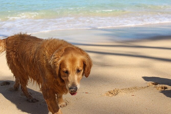 Surf Lessons on the North Shore of Oahu