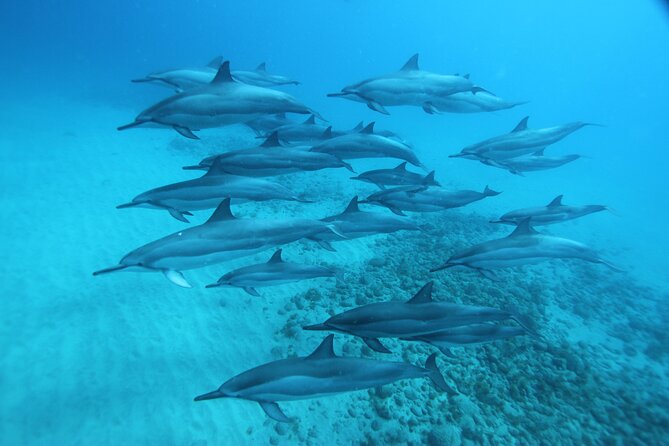Swim With Dolphins in the West Coast Line of Oahu