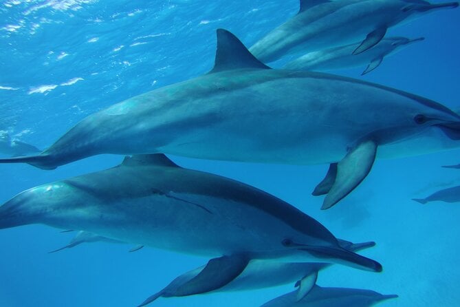Swimming With Dolphin VIP Snorkeling Sea Trip With Lunch and Transfer - Hurghada - Trip Details