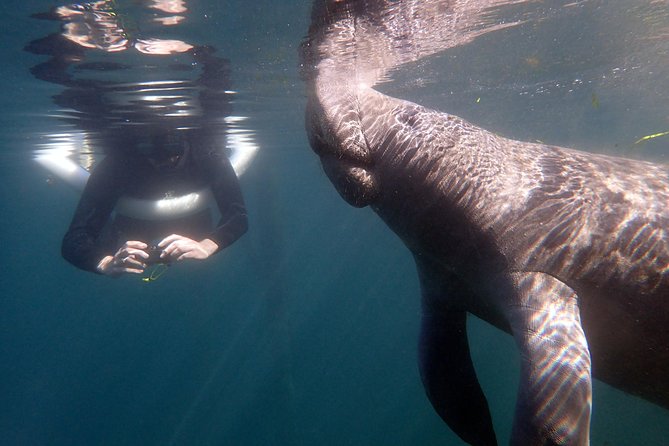 The OG Manatee Snorkel Tour With In-Water Guide/Photographer