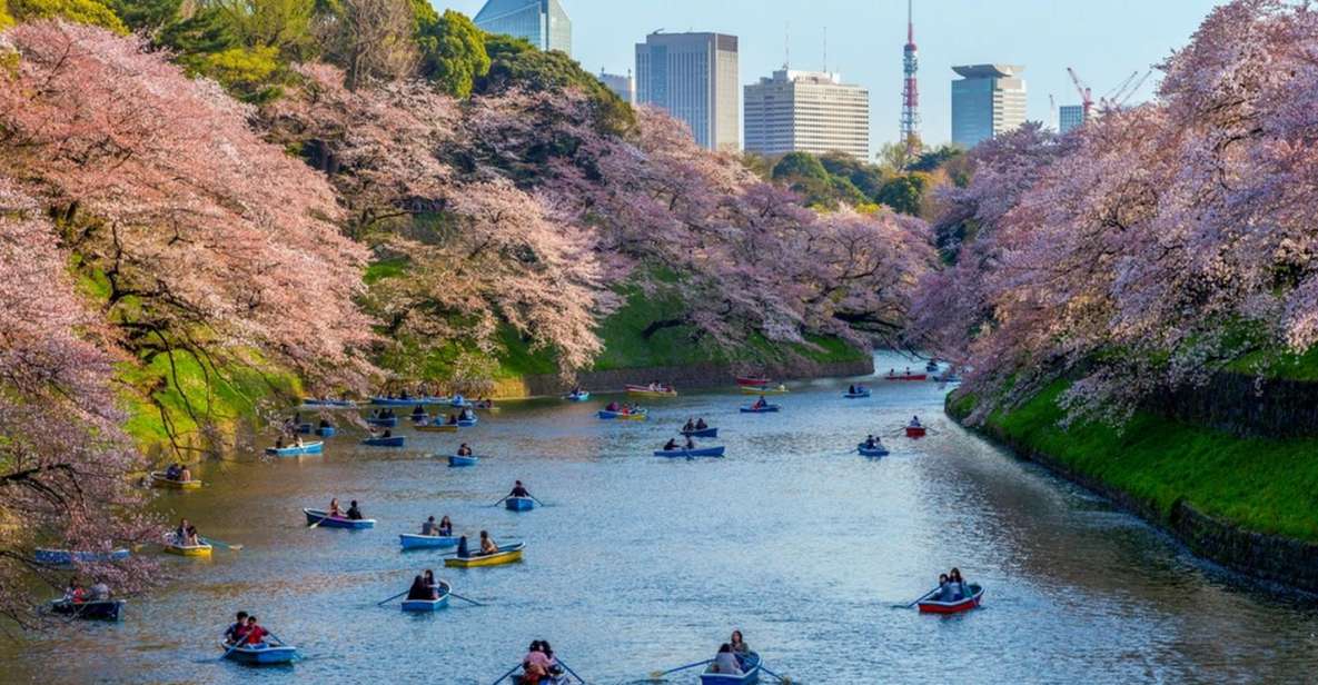 Tokyo: Private Cherry Blossom Experience - Exploring Ueno Parks Hidden Gems