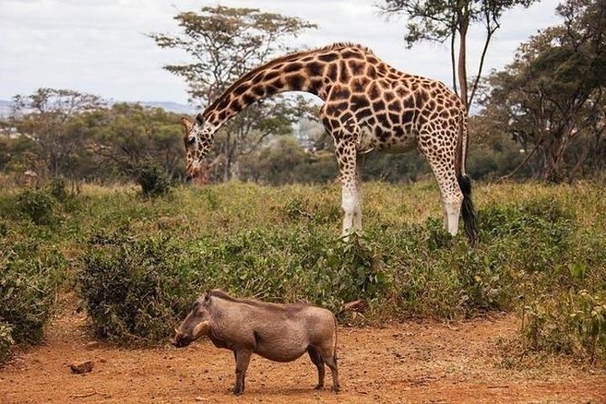 Tour: Giraffe Center and Nairobi National Park