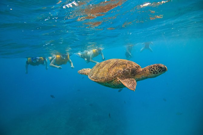 Turtle Canyons Snorkel Excursion From Waikiki, Hawaii - What To Expect