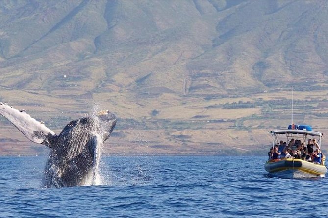 Ultimate 2 Hour Small Group Whale Watch Tour - Whats Included