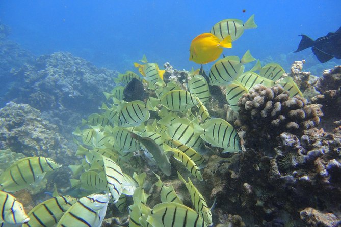 West Maui Snorkeling Experience by Boat From Kaanapali