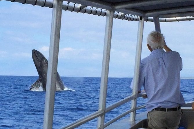 Whale Watching On The Big Island - Tour Details