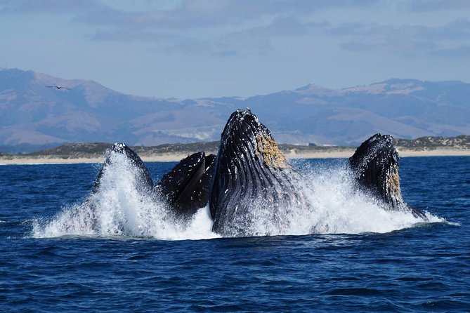 Whale Watching Tour - Tour Details