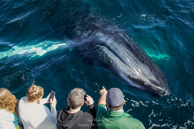 Whale Watching Trips to Stellwagen Bank Marine Sanctuary. Guaranteed Sightings! - Highlights of the Excursion