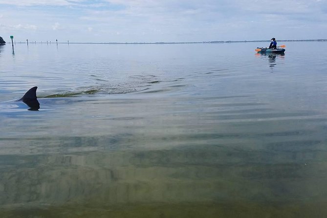 Wildlife Refuge Manatee, Dolphin & Mangrove Kayak or Paddleboarding Tour! - Choosing Kayak or Paddleboard