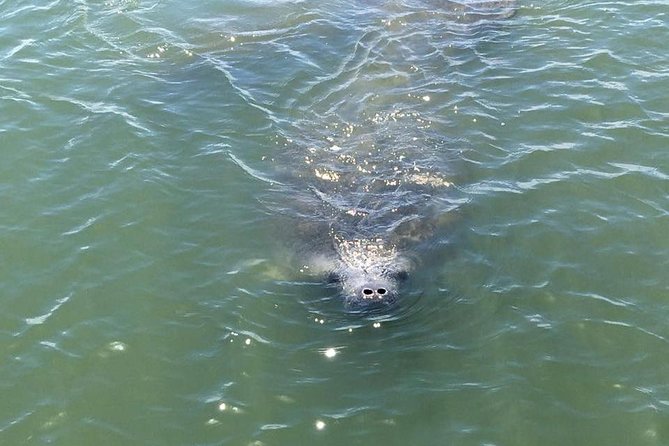 Wildlife Tour of Indian River Lagoon With Experienced Captain - Sightings and Observations