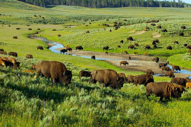 Yellowstone National Park Tour From Jackson Hole - Highlights of the Tour