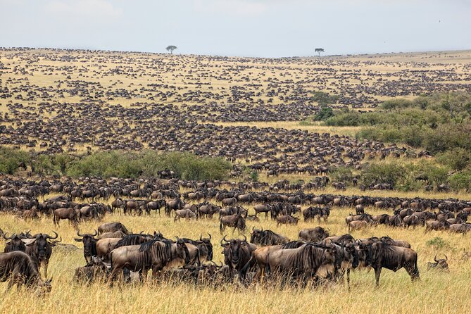 10-DAY Serengeti Wildebeest Migration Safari From Arusha - Tented Safari Camps and Lodges