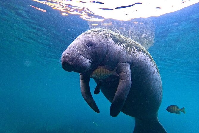 3-Hour Small Group All-Inclusive Manatee Swim With Photo Package - Reviews