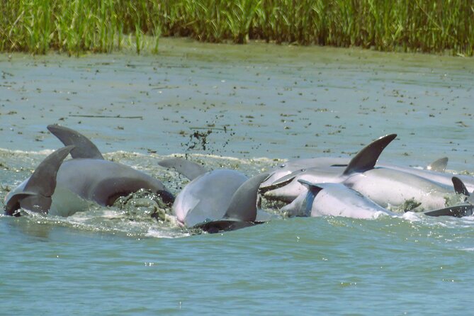 90-Minute Private Dolphin Tour in Hilton Head Island - Wildlife Viewing Experience