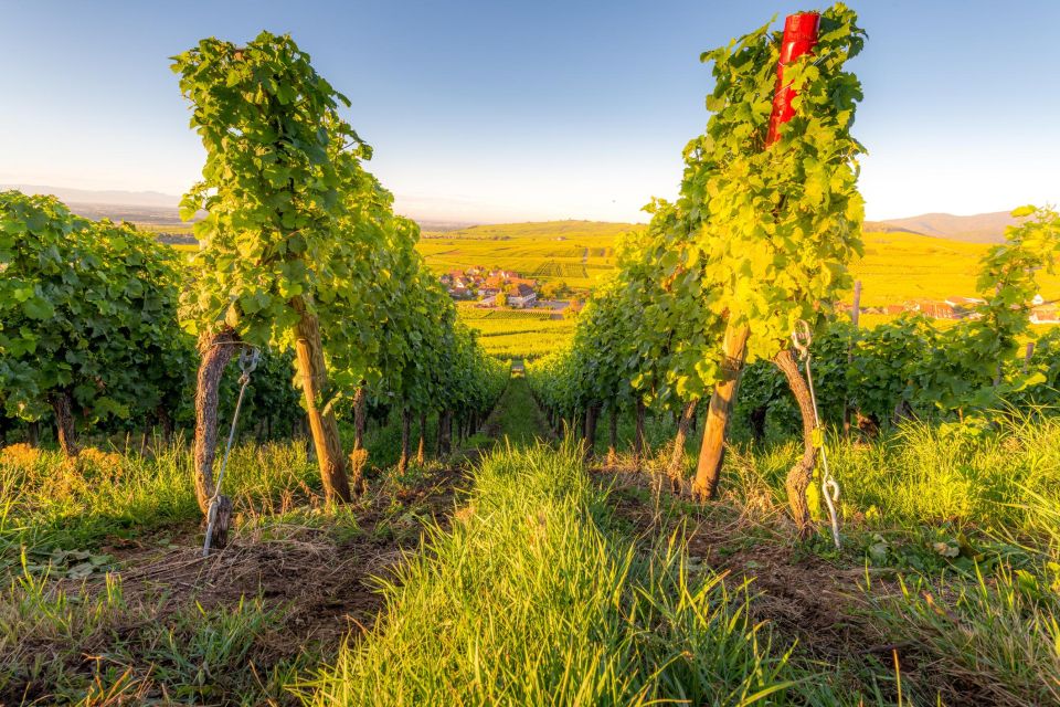 Alsace Wine Odyssey: Full-Day Private Tour From Strasbourg - Exploring Mittelbergheim