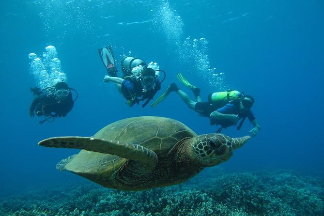 Beginner Scuba Dive in Kaanapali (Swimming Ability Required) - Equipment Provided