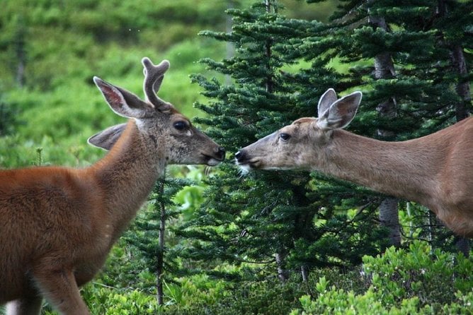 Best of Mount Rainier National Park From Seattle: All-Inclusive Small-Group Tour - Highlights of the Day