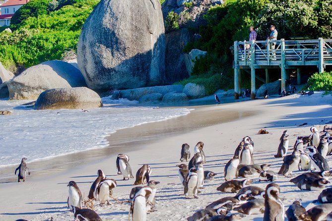 Cape Point and Boulders Penguins Full Day Tour - Meeting and Pickup Details