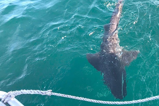 CapeTown: African Shark Eco-Charters Shark Cage Diving Experience - Tour and Activity Information