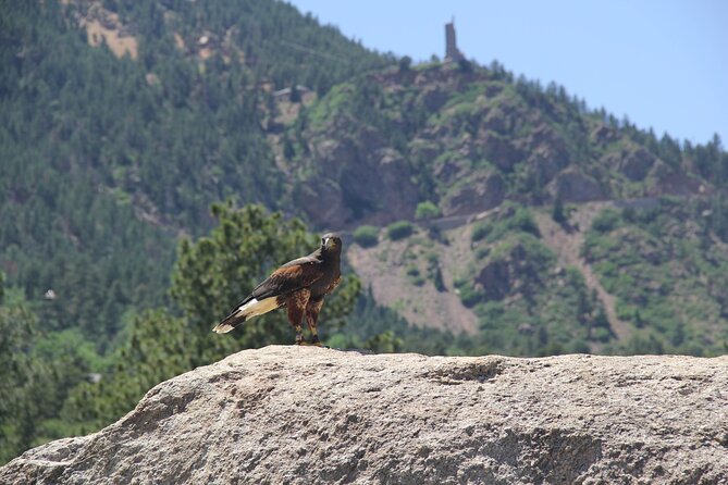 Colorado Springs Hands-On Falconry Class and Demonstration - Activity Details