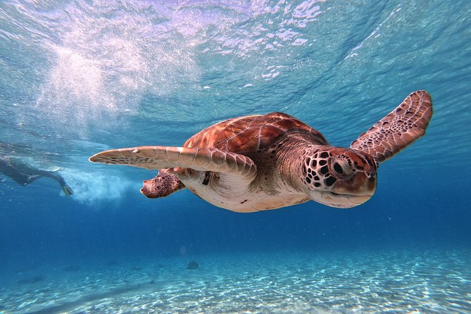 Curacao: Swimming With Sea Turtles and Grote Knip Beach Tour - Inclusions and Amenities