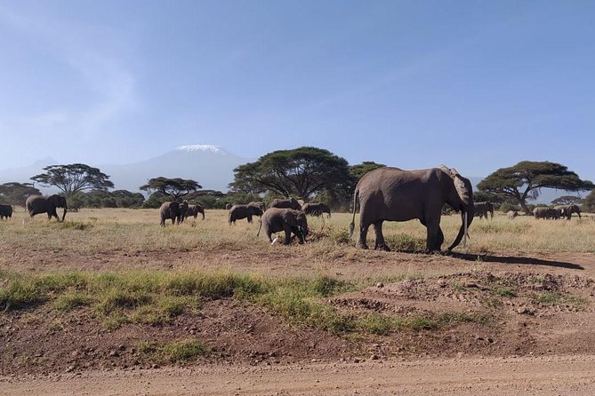 Day Tour to Amboseli National Park - Wildlife Viewing