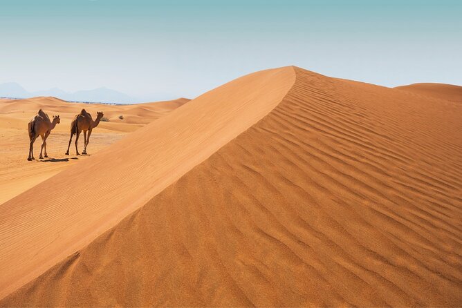 Desert Safari Abu Dhabi W/ Sand Boarding, Camel Ride & BBQ Dinner - Pickup and Start Time