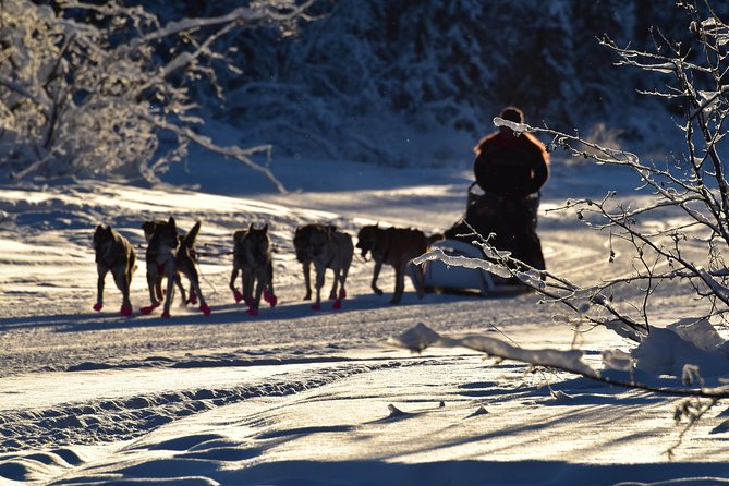 Dog Sledding and Mushing Experience in North Pole - Additional Information