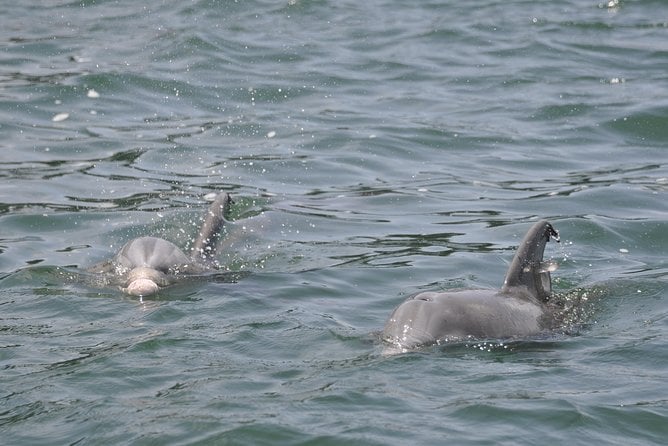 Dolphin-Watching Speedboat Cruise in Destin Harbor - Meeting and Pickup