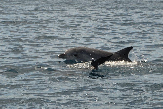 Dolphin Watching Tour - From Golfo Aranci - Tour Duration