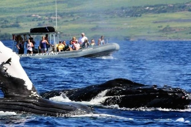Eye-Level Whale Watching Eco-Raft Tour From Lahaina, Maui - Positive Customer Reviews