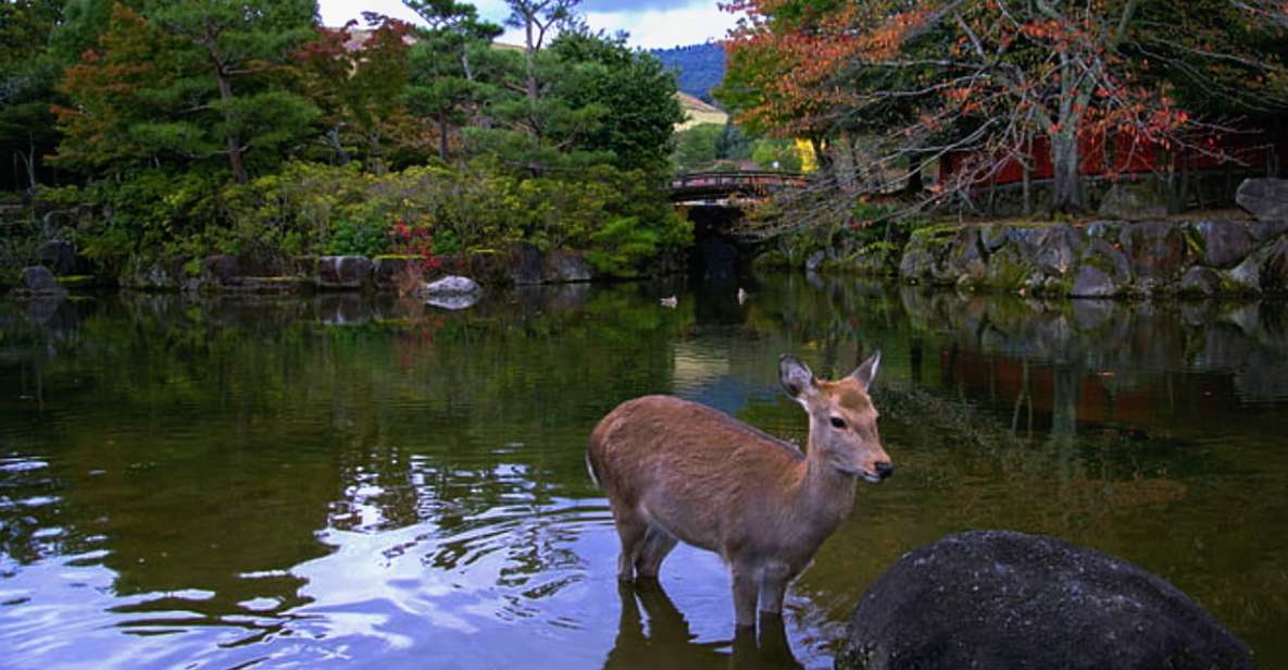 From Osaka: 10-hour Private Custom Tour to Nara - Tour Duration and Inclusions