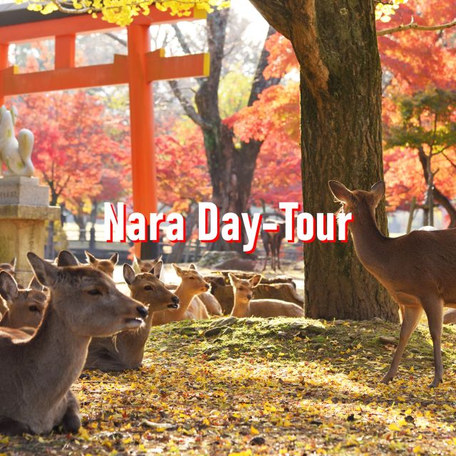 From Osaka: 10-hour Private Customized Tour to Nara - Highlights of Nara Park