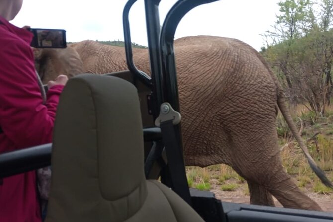 Full Day Pilanesberg Experience in Open Vehicle - Safari Drive to Spot Big Five