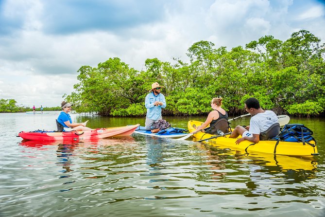Guided Kayak Mangrove Ecotour in Rookery Bay Reserve, Naples - Recommendations