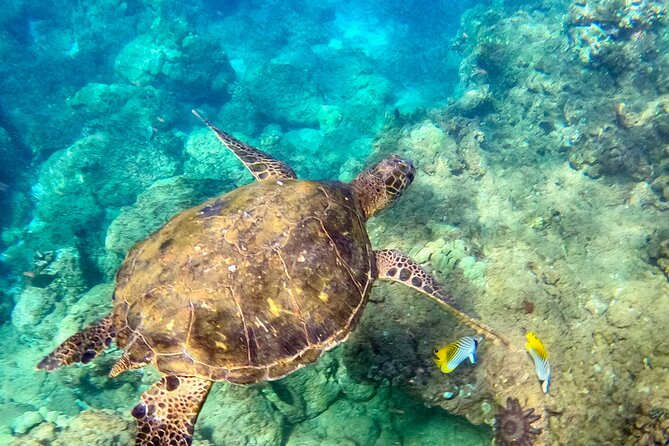 Guided Snorkeling Tour for Non-Swimmers Wailea Beach - Included in the Tour Package