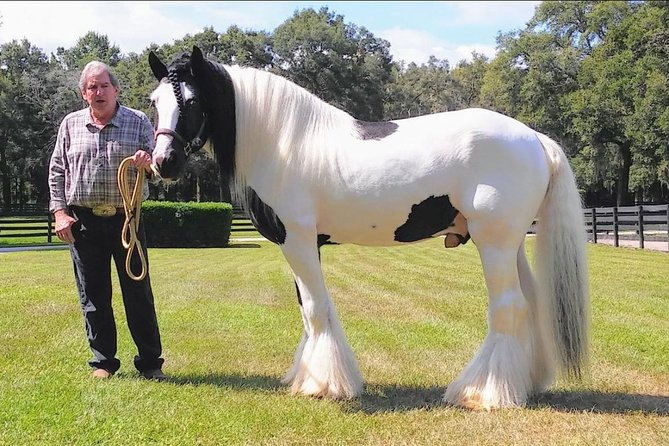 Gypsy Gold Horse Farm Tour - Niche Florida History