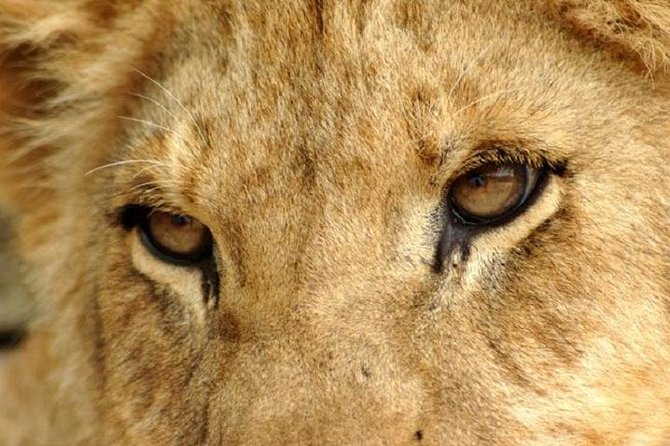 Half Day Lion Park Tour From Johannesburg or Pretoria - Inclusions and Exclusions