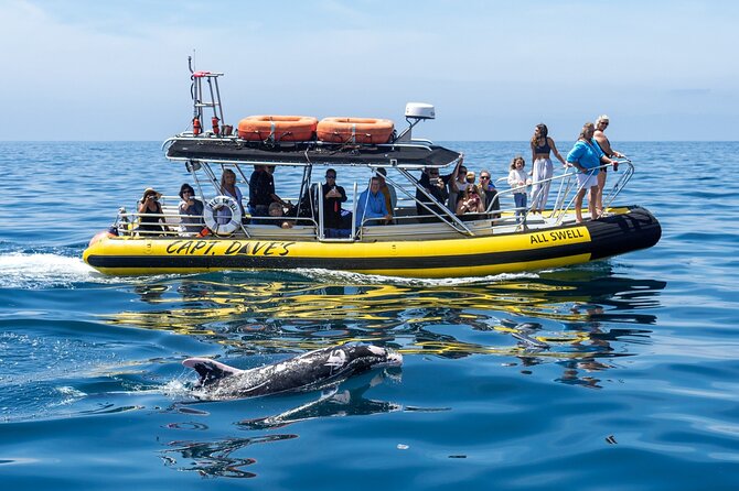 High Speed Zodiac Whale Watching Safari From Dana Point - Restrictions and Requirements