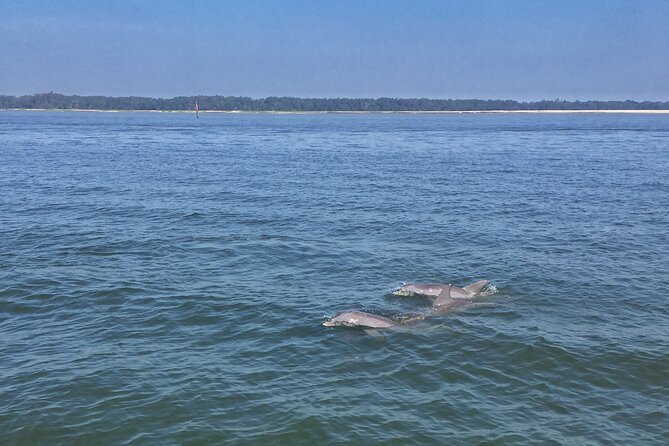 Hilton Head Island Dolphin Boat Cruise - Inclusions and Amenities