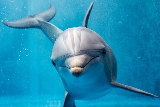 Hurghada: Private 4 Hours Speedboat Dolphin House Snorkling Tour - Diving Package