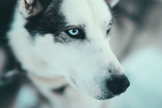 Husky Sledding Self-Drive Adventure in Tromso - Meeting Point and Pickup